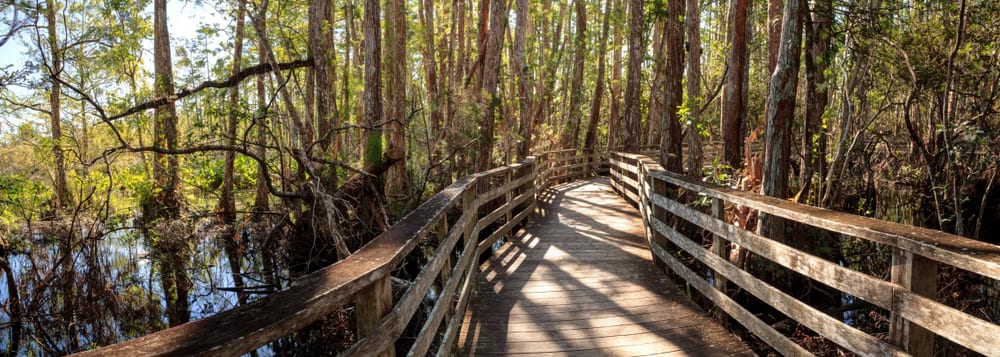 Corkscrew Swamp Sanctuary