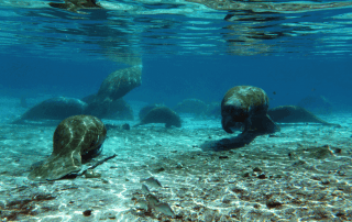 Picture of manatees on a Naples manatee tour.