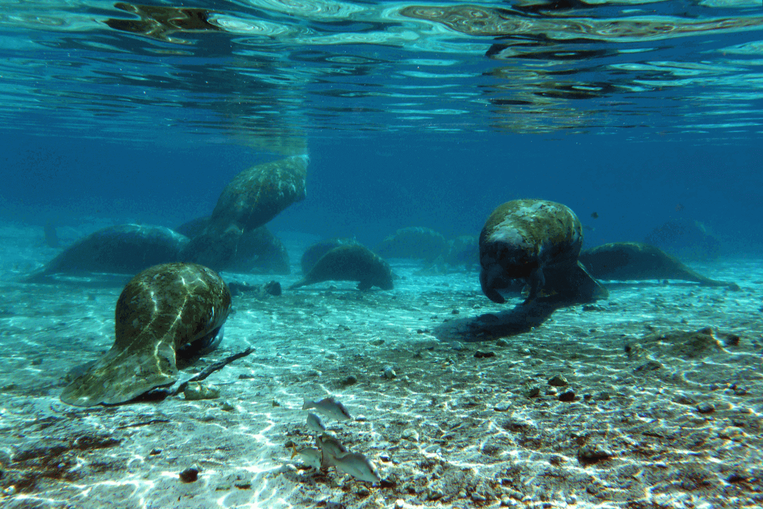 naples fl manatee tours