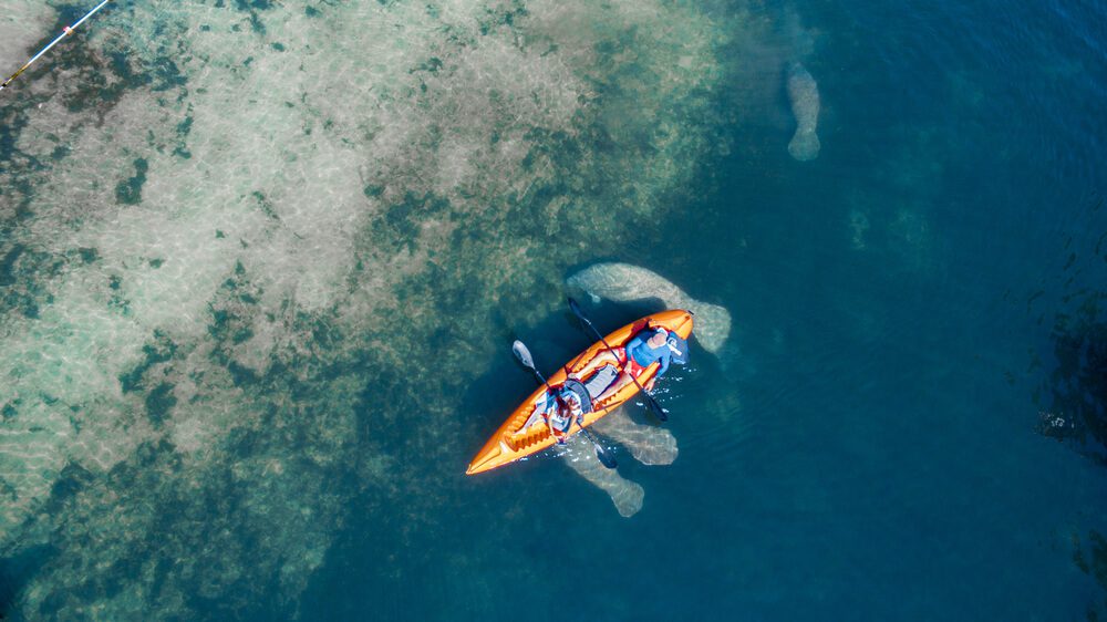 A group kayaking in Naples on a manatee sightseeing adventure.