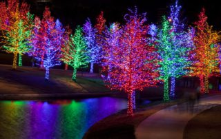 Trees decorated with Christmas lights in Naples.